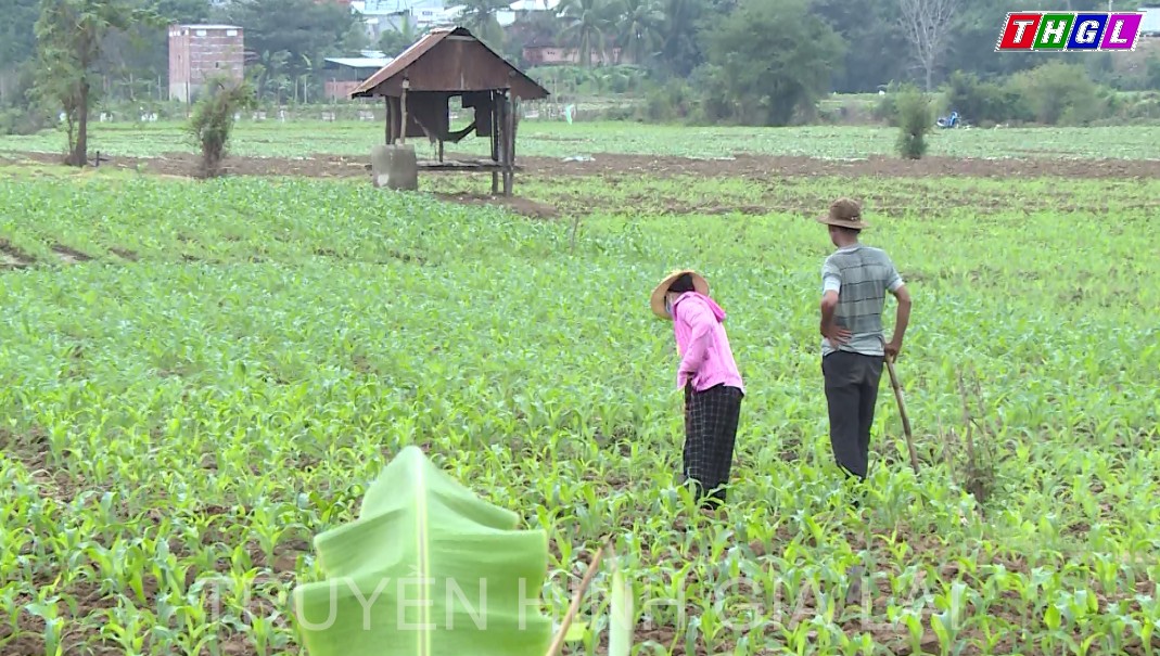 Thị xã Ayun Pa, nông dân tập trung gieo trồng vụ Đông xuân 2021-2022