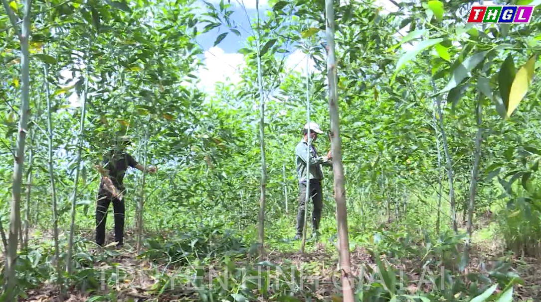 Huyện Đak Pơ đã trồng được gần 35 ha rừng