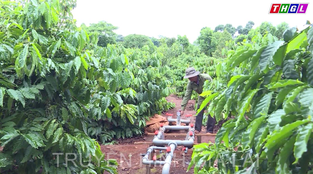 Thí điểm xây dựng vùng nguyên liệu cà phê vùng Tây Nguyên có diện tích 19.700 ha phục vụ tiêu thụ trong nước và xuất khẩu