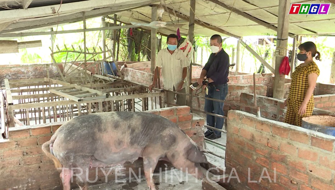 Krông Pa nỗ lực khống chế dịch tả lợn châu Phi