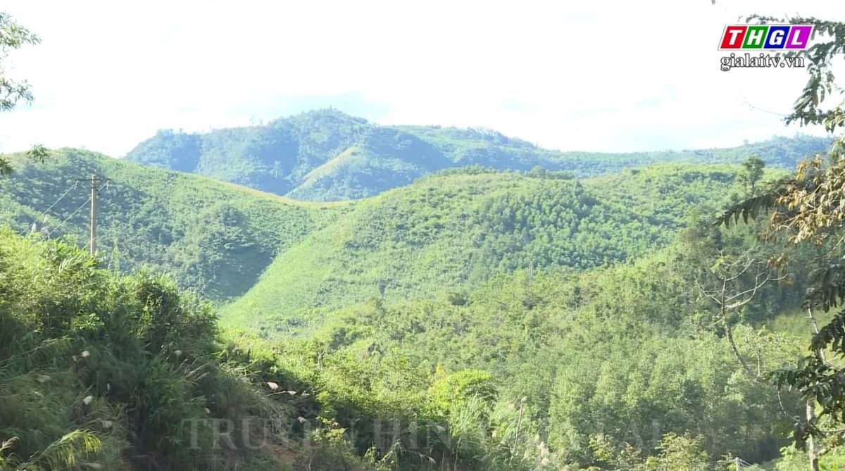 Trồng rừng tại huyện Kbang đạt cao so với kế hoạch đề ra