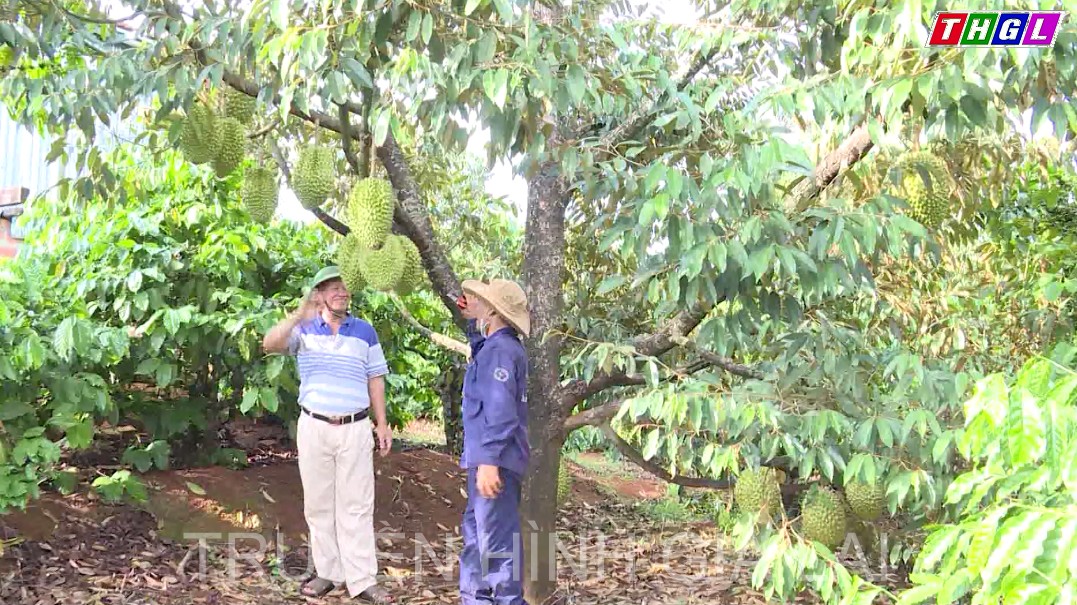 Tỉnh Gia Lai đã đề nghị cấp 14 mã số vùng trồng sầu riêng của tỉnh với tổng diện tích hơn 310 ha
