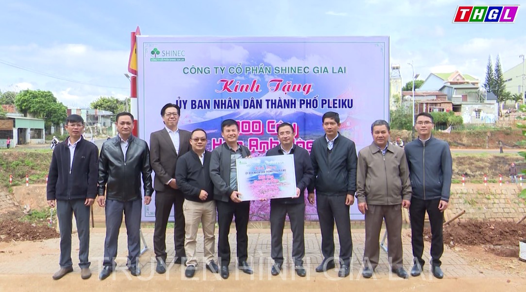 Pleiku tiếp nhận 300 cây Hoa Anh đào trồng tại Khu đô thị suối Hội Phú