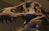 Chiêm ngưỡng bảo tàng khủng long lớn nhất trên thế giới