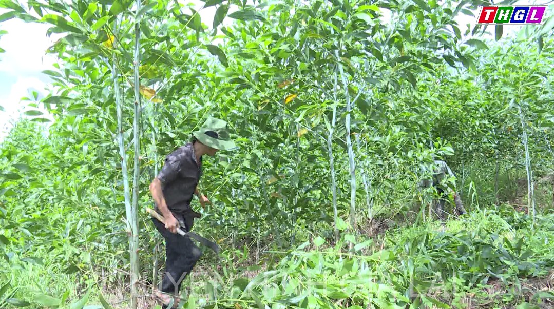 Đến cuối năm 2021 tỷ lệ che phủ rừng của tỉnh Gia Lai tăng 6,8% so với năm 2017