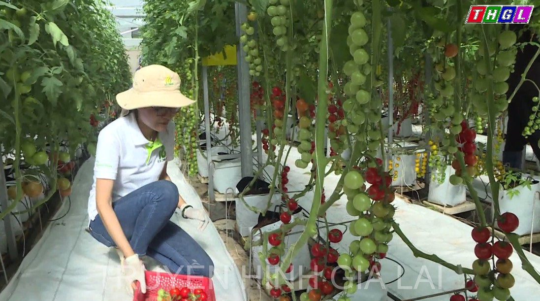 Lâm Đồng – Độc đáo rau củ quả giống mới