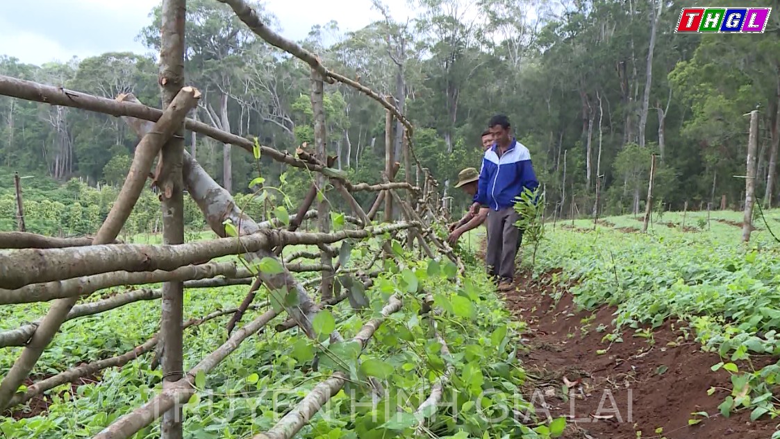 Dự kiến 675 tỷ đồng thực hiện dự án trồng cây dược liệu dưới tán rừng gắn với quản lý, bảo vệ rừng trong tỉnh Gia Lai giai đoạn 2021-2025