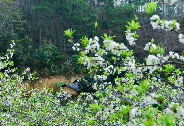 Mùa hoa mận trên cao nguyên đá Hà Giang