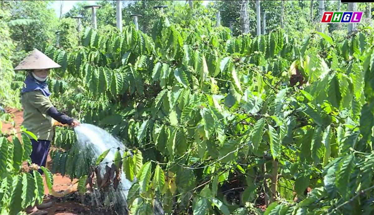 Huyện Ia Grai chủ động nước tưới cho cây trồng trong mùa khô