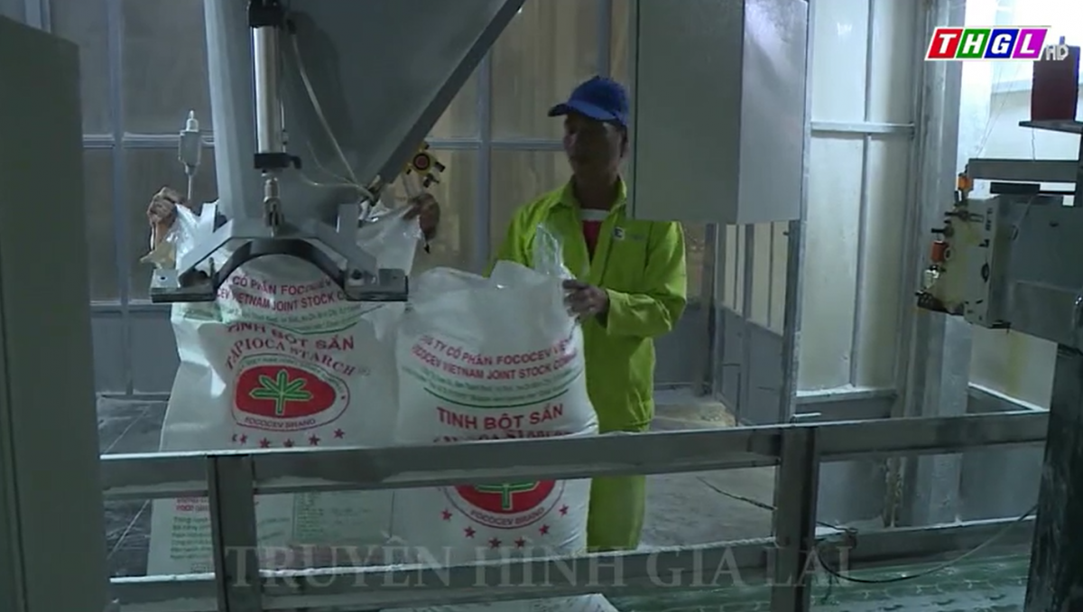 Dự kiến các nhà máy chế biến tinh bột sắn trên địa bàn tỉnh Gia Lai sẽ kết thúc niên vụ 2022-2023 vào cuối tháng 5/2023