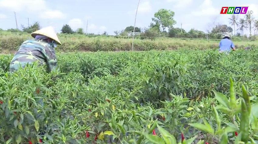 Nông dân huyện Đak Pơ chủ động chuyển đổi cơ cấu cây trồng