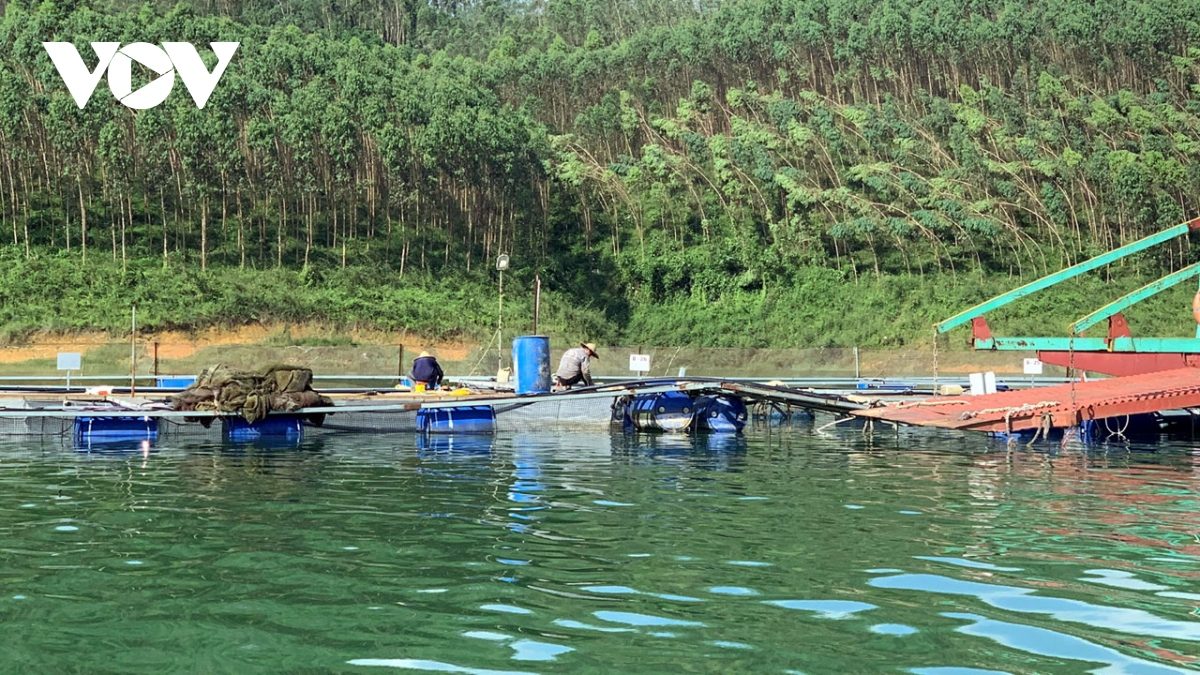 Người nuôi cá lồng trên hồ Thác Bà điêu đứng vì nước cạn