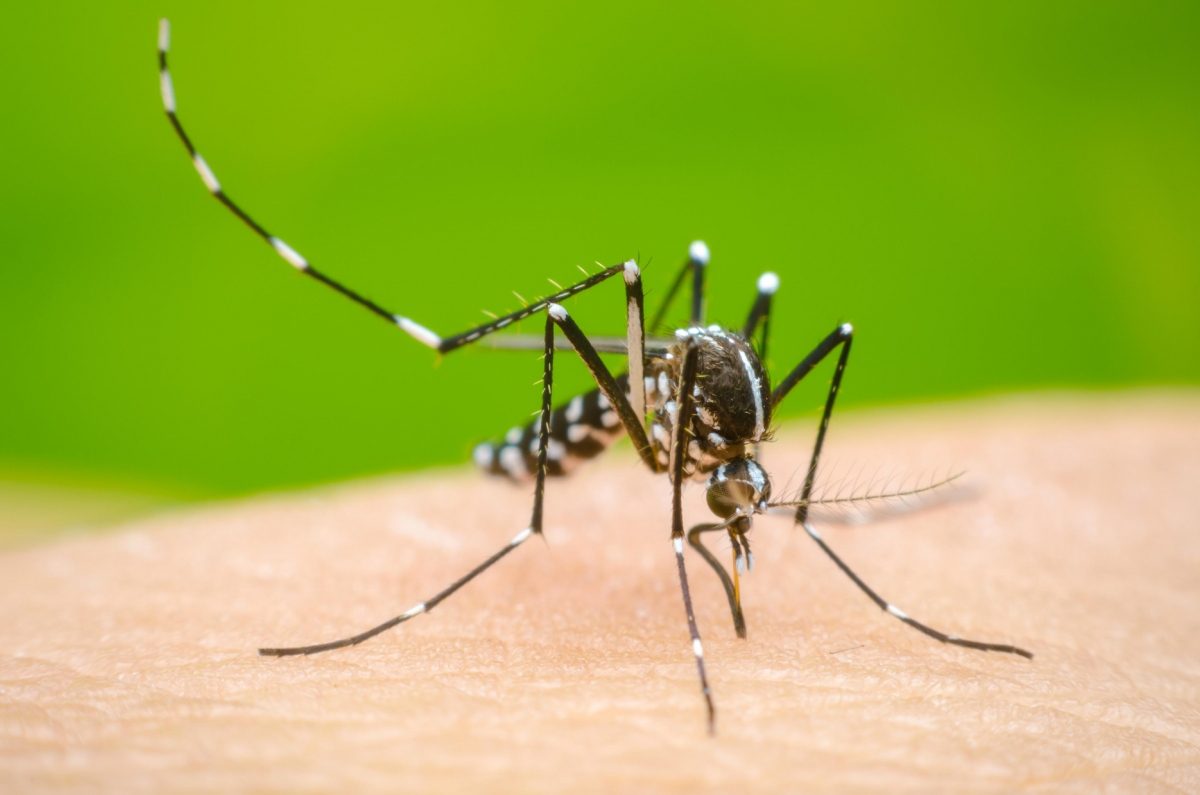 Virus Dengue gây bệnh sốt xuất huyết có mấy loại?