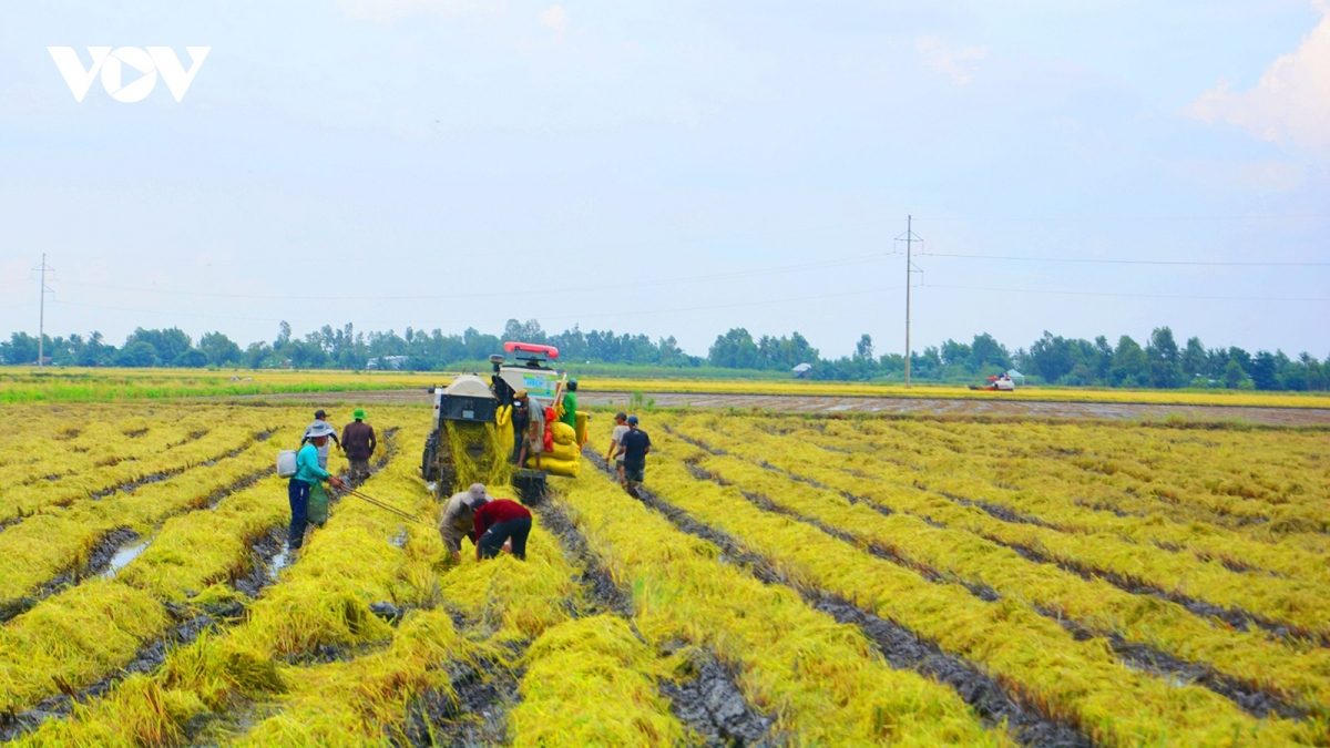 Giá gạo Việt Nam cao nhất thế giới, cả nước còn bao nhiêu gạo để xuất khẩu?