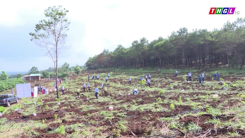 Tỉnh Gia Lai đẩy mạnh thực hiện Đề án “Trồng 1 tỷ cây xanh giai đoạn 2021-2025”