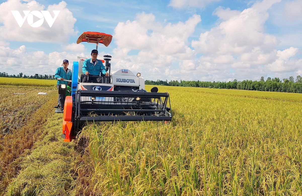 Dự báo xuất khẩu gạo của Việt Nam đạt kỷ lục mới cả sản lượng, giá trị xuất khẩu
