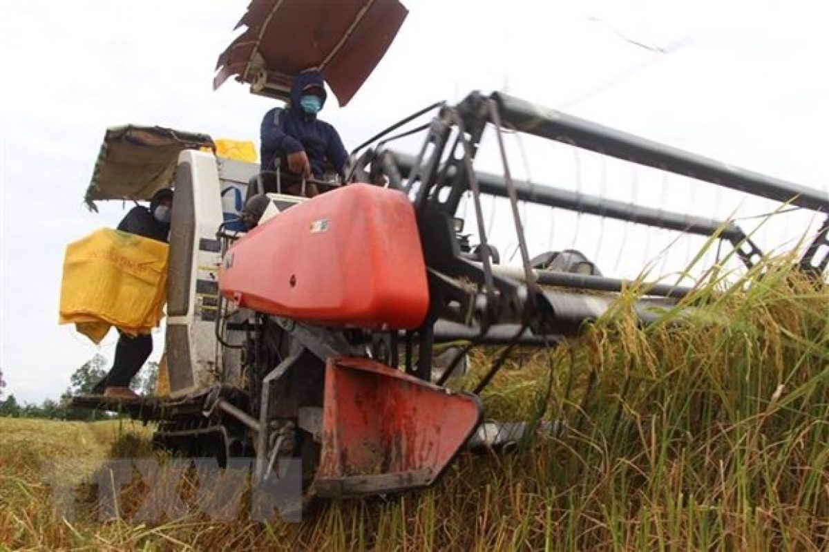Giá lúa tiếp tục tăng cao khi nguồn cung toàn cầu bị thắt chặt