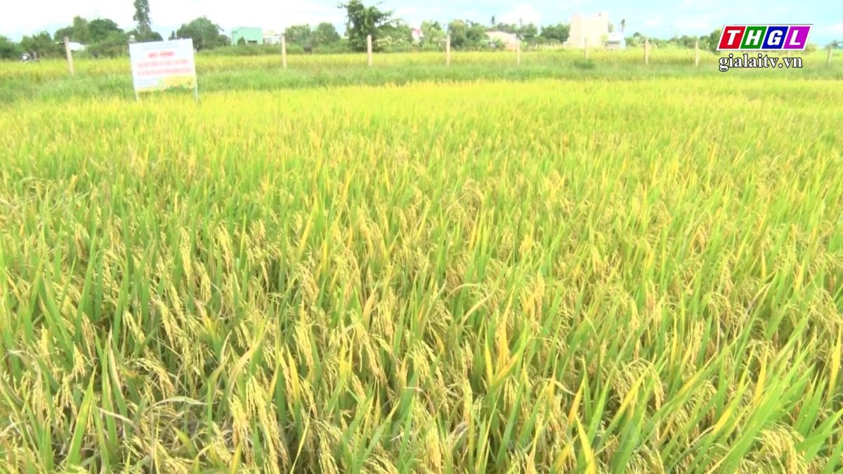 Ia Pa: Triển vọng từ mô hình sản xuất lúa theo tiêu chuẩn VietGAP