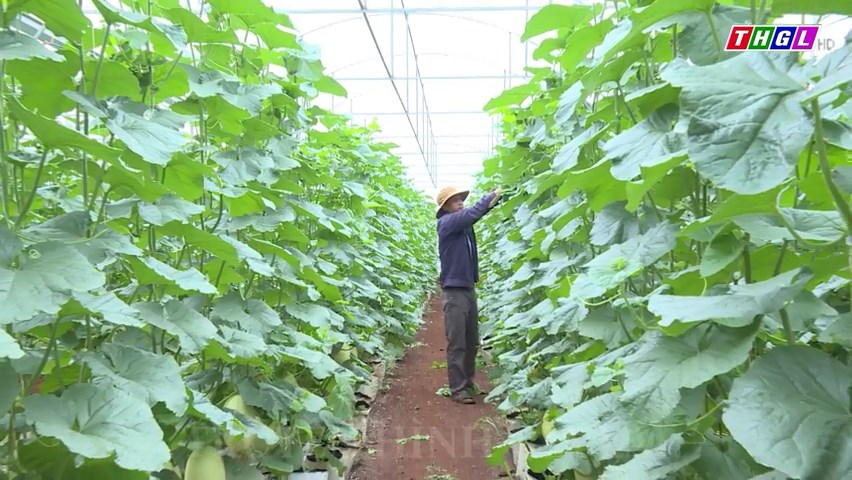 Gia Lai đánh thức tiềm năng nông nghiệp công nghệ cao