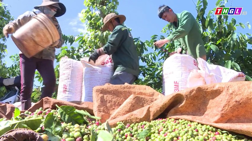 Nông dân Mang Yang phấn khởi bước vào vụ thu hoạch cà phê