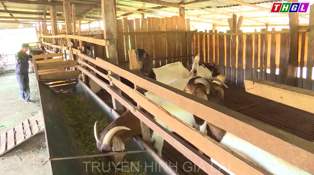 Chư Prông – Đẩy mạnh phong trào thi đua nông dân sản xuất kinh doanh giỏi