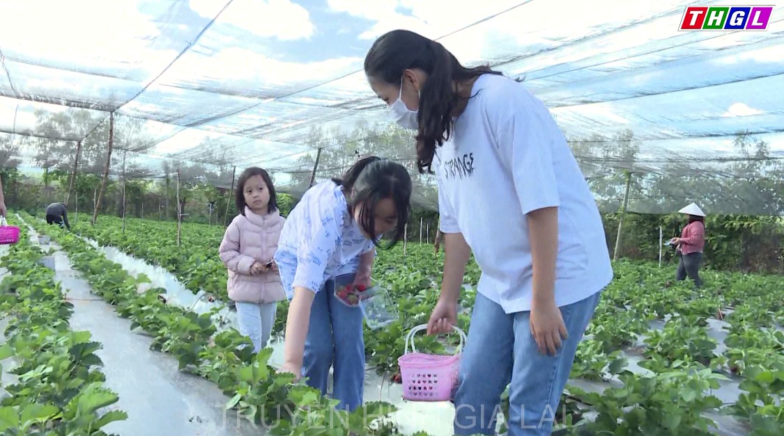 Phát triển mô hình trải nghiệm hái dâu tại vườn