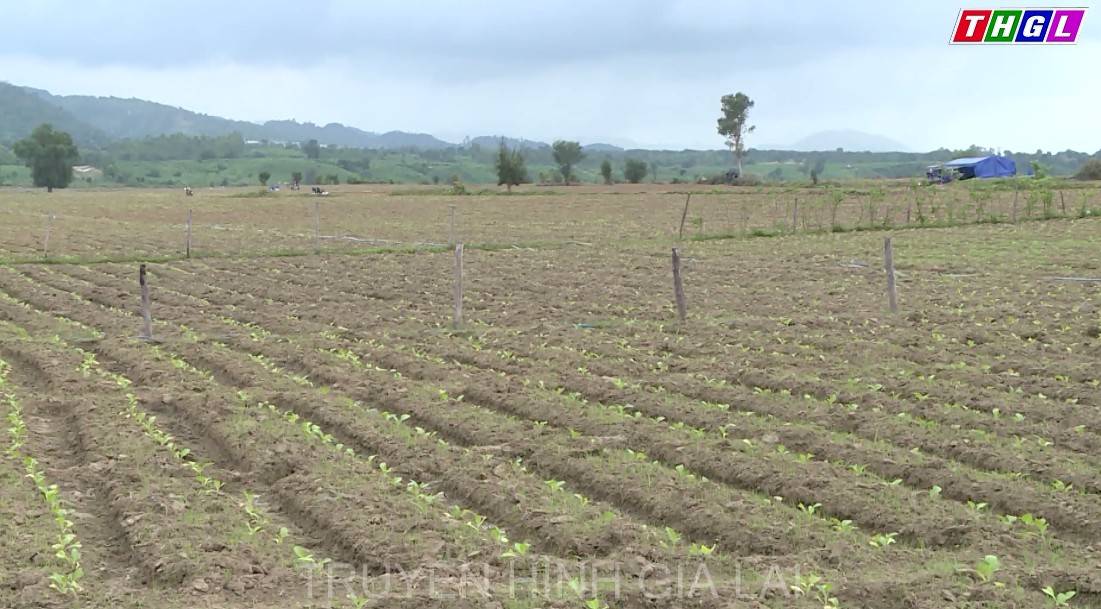 Huyện Krông Pa đẩy nhanh tiến độ gieo trồng vụ Đông Xuân 2020-2021