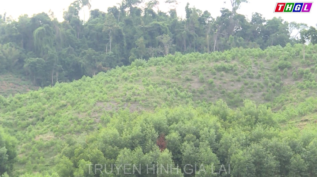 Giai đoạn 2016 – 2020: Gia Lai triển khai trồng rừng được gần 21.400 ha