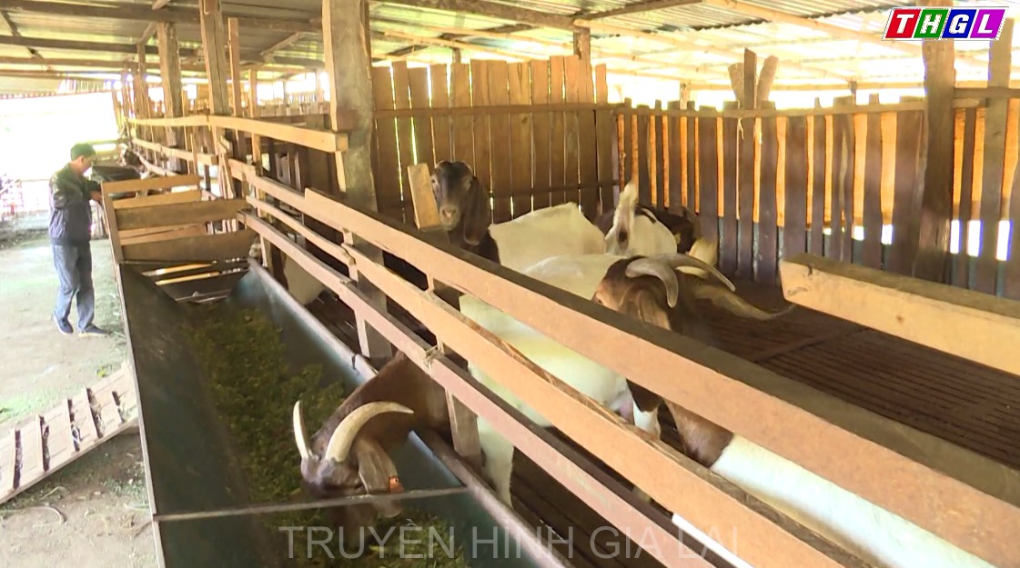 Hiệu quả bước đầu từ mô hình tổ hội nghề nghiệp chăn nuôi dê