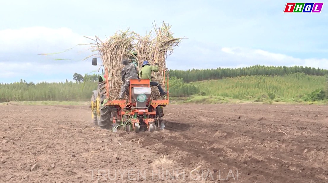 Giá mía tăng đang hấp dẫn nhiều nông dân quay trở lại trồng mía