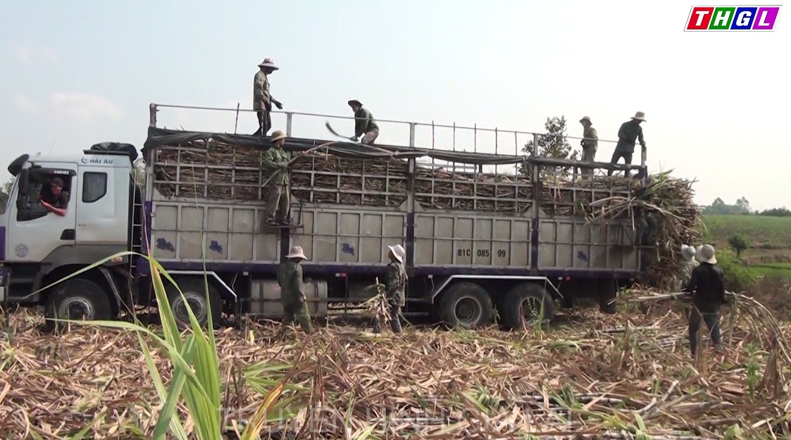 Nông dân Đak Pơ phấn khởi khi mía được mùa, được giá