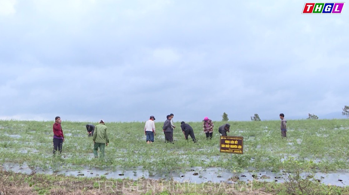 Nông hội tiền phong làng Kước