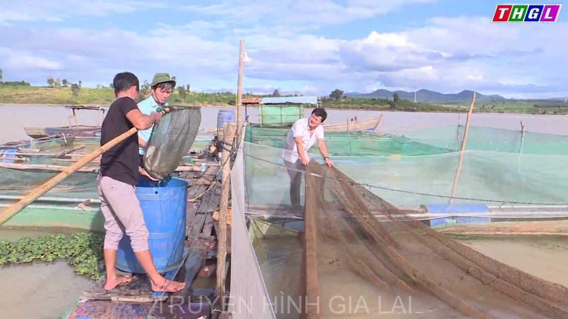 Nghề nuôi cá lồng bè trên lòng hồ thủy điện Ia Ly tại huyện Chư Pah