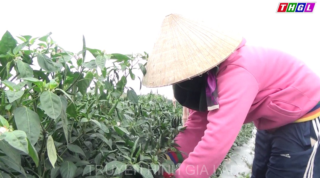 Nông dân trồng ớt ở huyện Đak Pơ thu lãi lớn vì giá ớt cao