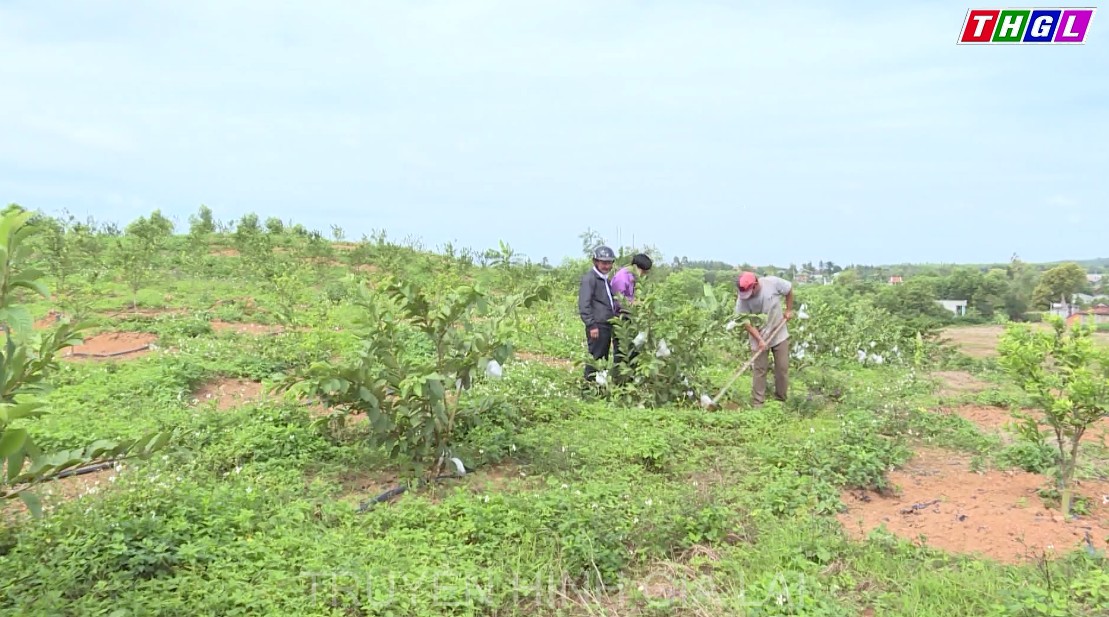 Năm 2021, toàn tỉnh phấn đấu có 65.875 hộ nông dân danh hiệu nông dân sản xuất, kinh doanh giỏi các cấp