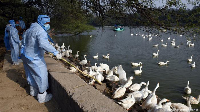 Thêm ca nhiễm cúm gia cầm H5N8 độc lực cao, Hàn Quốc trước nguy cơ tái bùng phát dịch