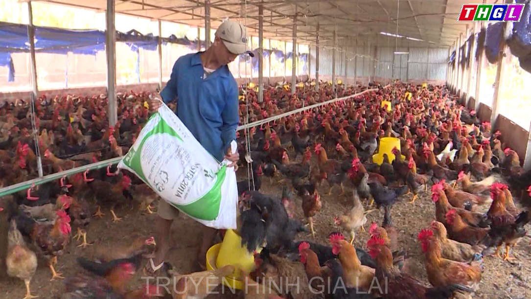 Gia Lai: Chăn nuôi công nghệ cao được nhiều nhà đầu tư quan tâm.