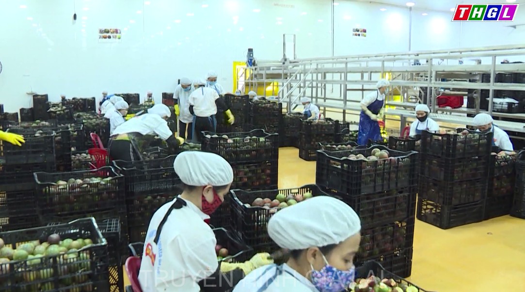 Gia Lai thành công về ứng dụng công nghệ cao trong sản xuất nông nghiệp