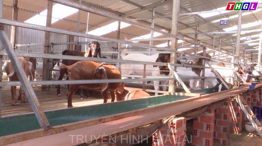 Huyện Chư Prông có hơn 70 trang trại