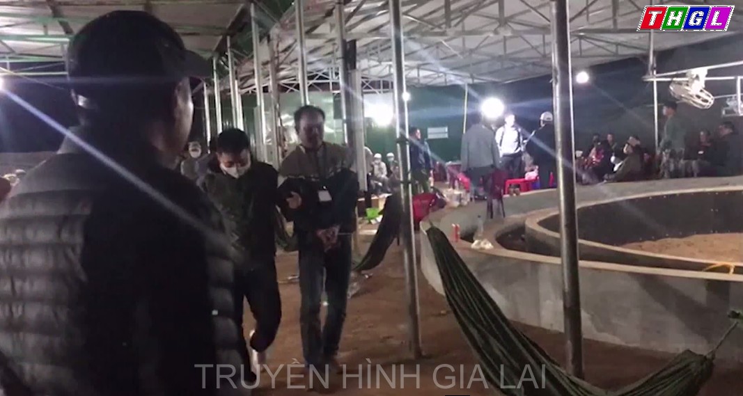 Triệt phá trường gà với quy mô lớn trên huyện biên giới Chư Prông