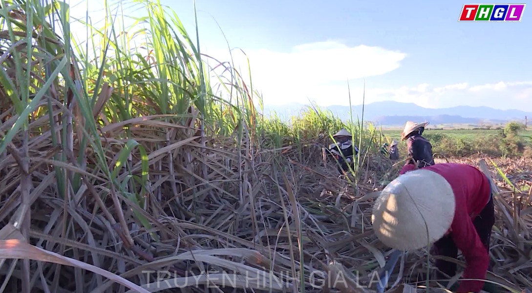 Giá mía tăng cao kỷ lục nhưng nguồn nguyên liệu lại thiếu