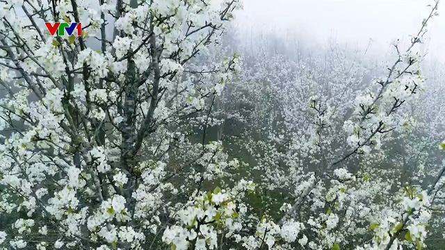 Quyến rũ mùa hoa lê ở vùng cao Tuyên Quang