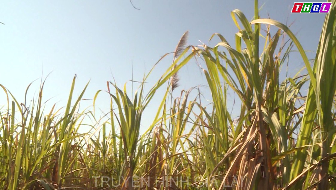 Thị xã Ayun Pa, thiếu nhân công trầm trọng trong niên vụ mía 2020-2021