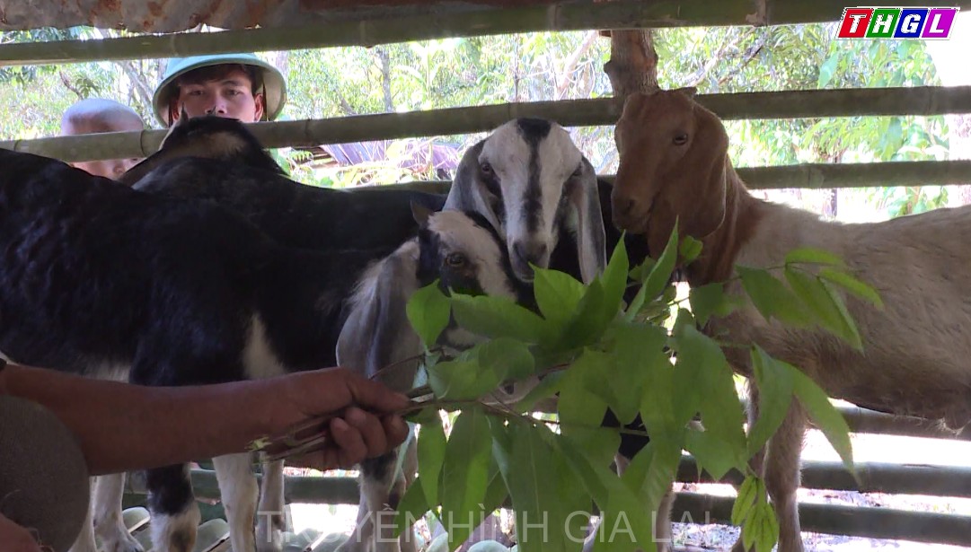 Chư Pah triển khai mô hình “Đàn dê thoát nghèo”