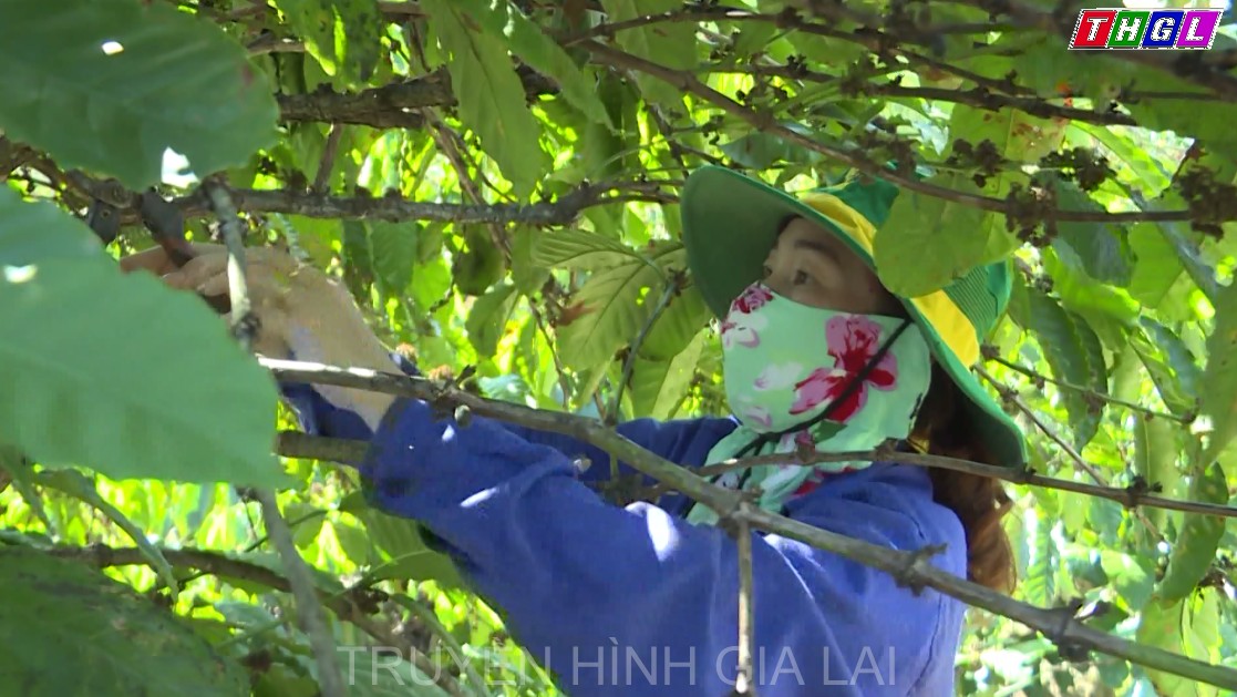 Người phụ nữ với ước mơ xây dựng thương hiệu cà phê sạch