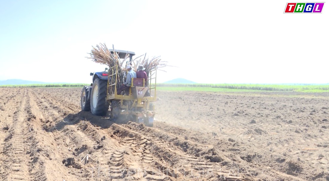 Vùng nguyên liệu mía phía Đông đang dần được khôi phục nhờ giá mía tăng trở lại