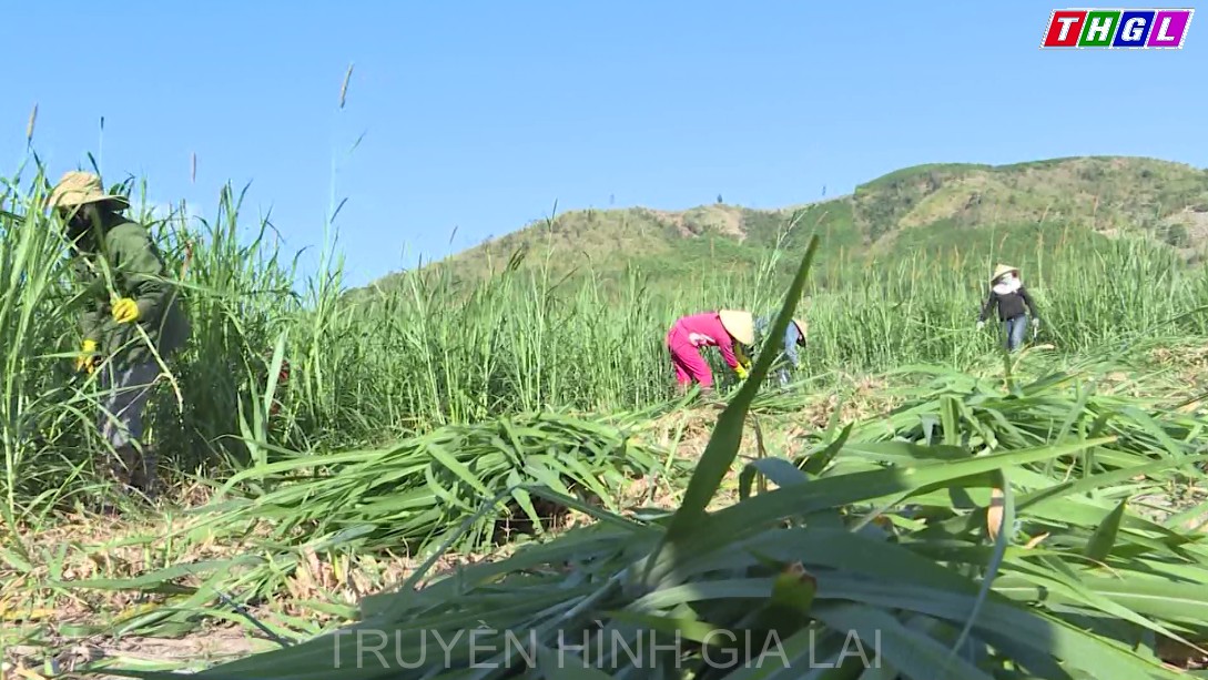 Nông nghiệp Gia Lai – Con đường rộng mở