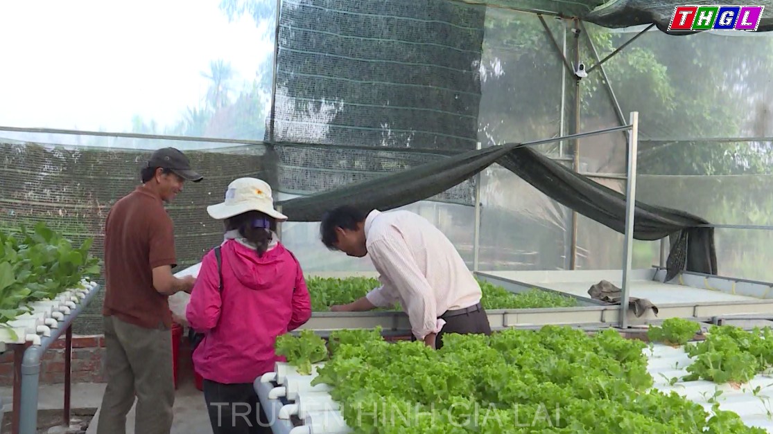 Gia Lai đặt mục tiêu đến năm 2025 phát triển mở rộng diện tích canh tác rau khoảng 20.000 ha