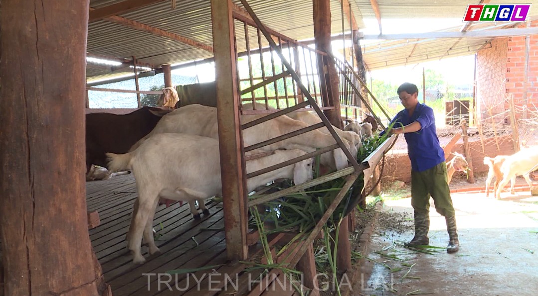 Minh Gia Thiện – Chàng thanh niên vượt khó vươn lên làm kinh tế giỏi