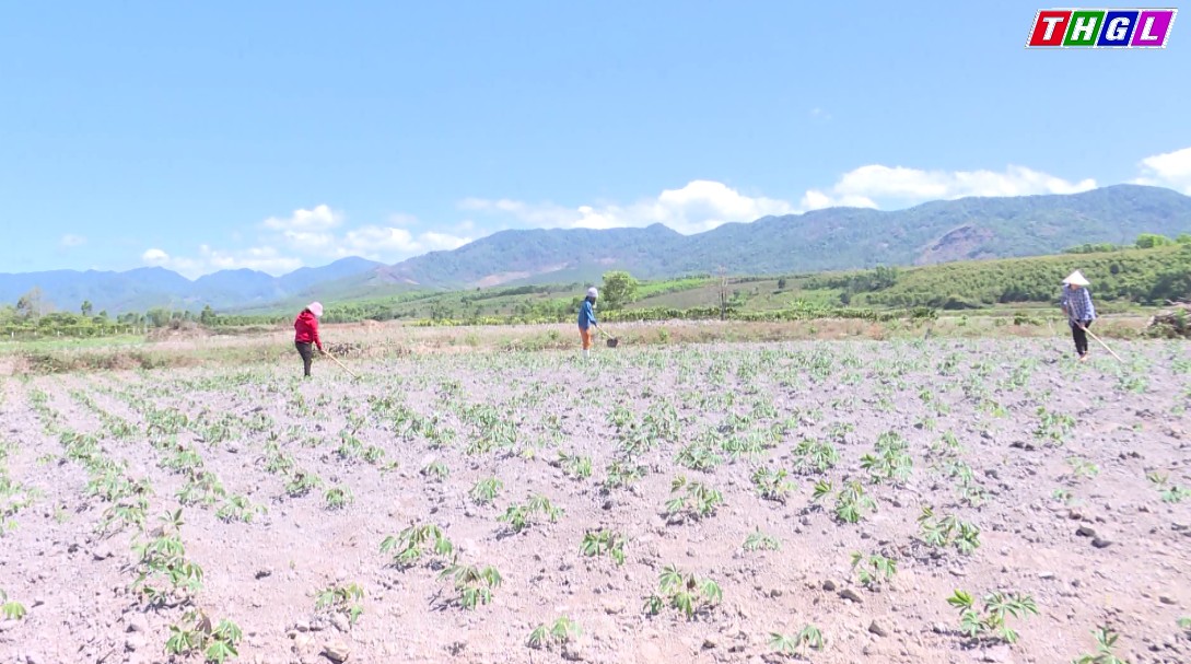 Nông dân xã Đak Jơ Ta (Mang Yang) chuyển đổi diện tích lúa nước kém hiệu quả sang trồng mỳ